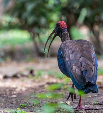 A Red naped Ibis going away and calling
