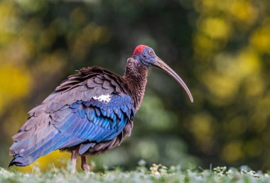 A Red Naped Ibis drying its feathers in garden