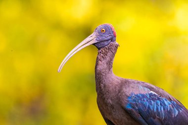 A close up of a Red naped Ibis in yellow background