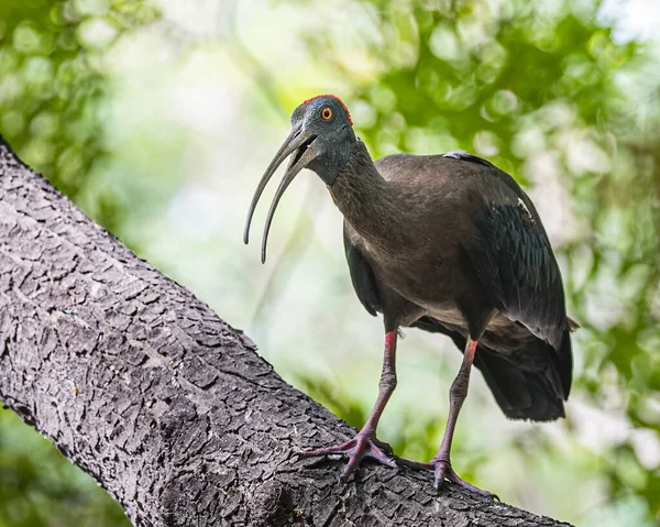 A Red Naped Ibis on a tree calling