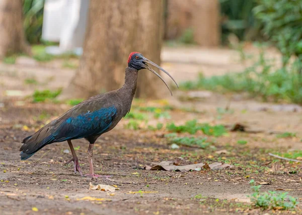 A Red Naped Ibis calling and walking on ground