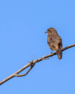 A Female Bush chat resting on a branch