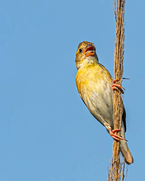 Streaked Weaver Bird Branch Calling — Stockfoto