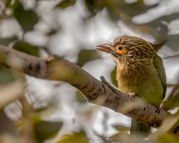 Brown Headed Barbet Resting Shade Tree — Stock Photo, Image