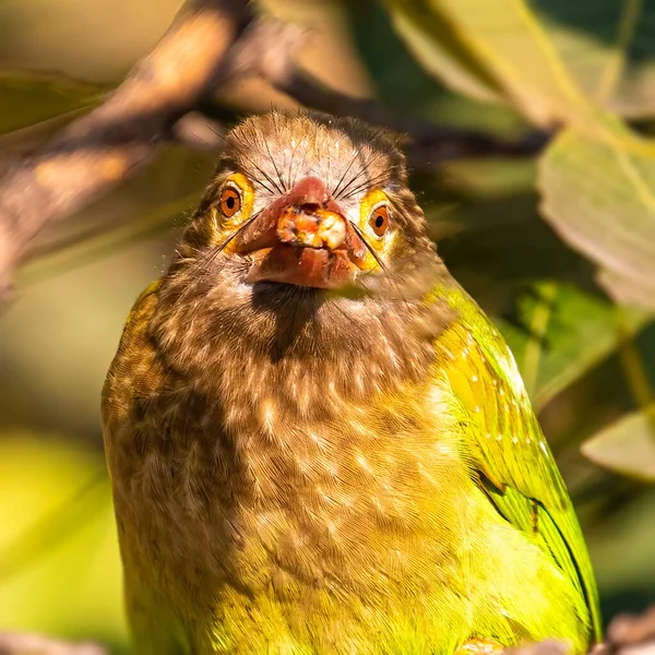 Brown Headed Barbet Looking Strait Camera — 图库照片