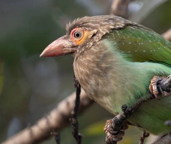 Brown Headed Barbet Looking Camera — ストック写真