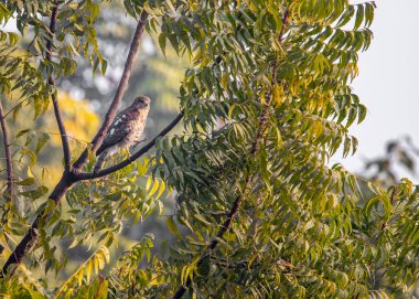 A Shikra with legs up on a tree