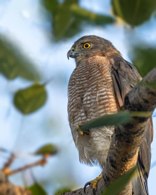 A Shikra resting on a tree in shade