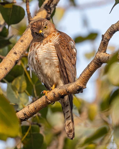 Shikra Looking Style — Zdjęcie stockowe