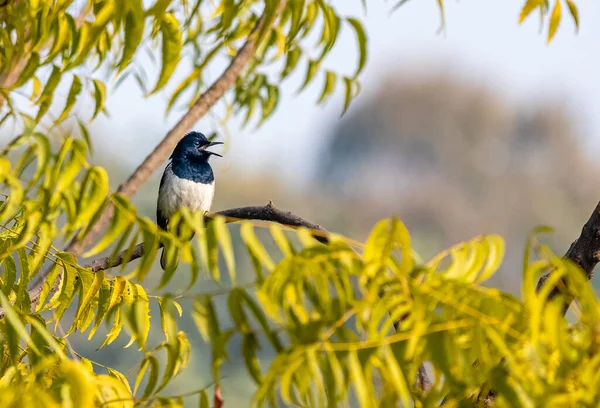 Oriental Magpie Singing Natural Habitat — Zdjęcie stockowe