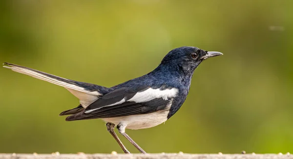 Oriental Magpie Resting Wall — Zdjęcie stockowe