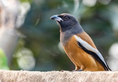 A Treepie Rufous resting on a wall and looking into camera