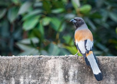A Treepie Rufous resting on a wall and looking back
