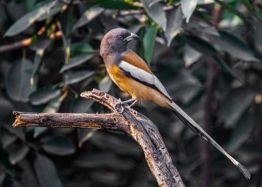 A Treepie Rufous resting on a branch and looking back