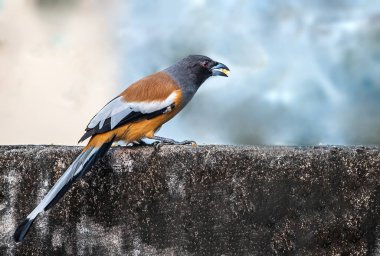 A Rufous Treepie having food in its mouth sitting on a wall