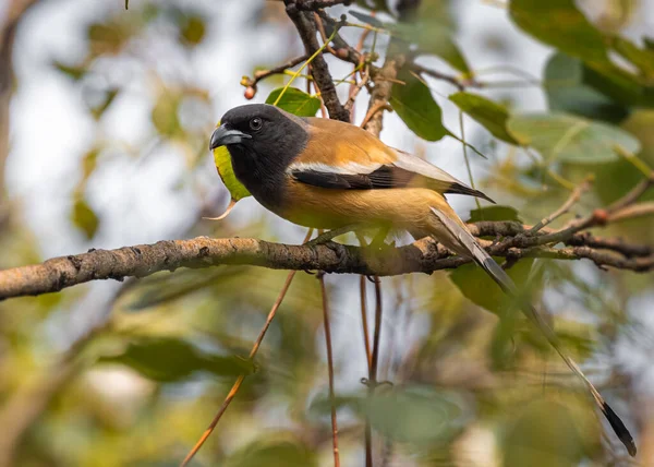 A Treepie Rufous resting on a tree in shade