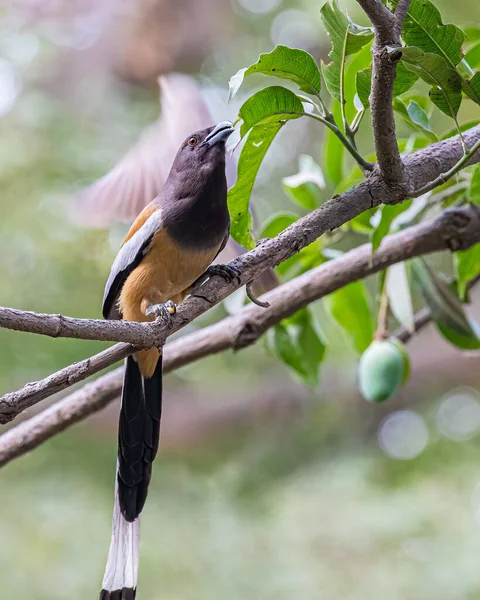 A Rufous Treepie on a mango Tree with a mango