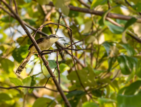 A Prinia resting on a tree in a shade in summer