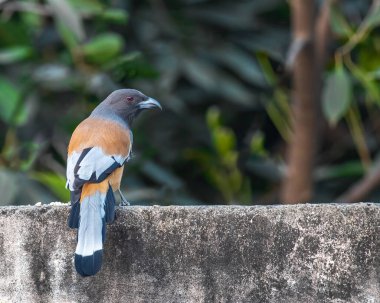 A Rufous Treepie on a wall looking back
