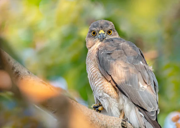 Shikra Looking Camera Tree — Foto de Stock