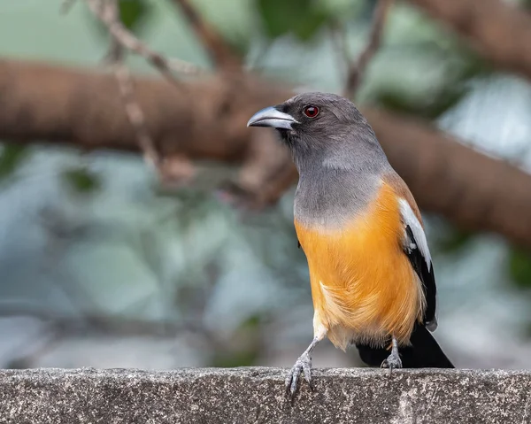 A Rufous Treepie sitting on a wall and looking into camera