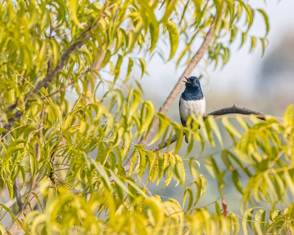 Oriental Magpie Singing Natural Habitat — Zdjęcie stockowe