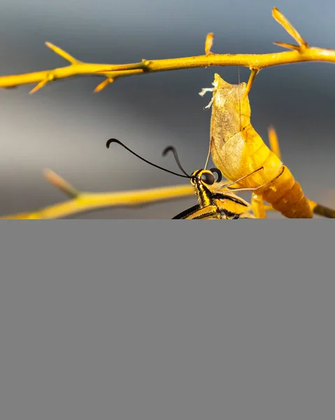 Lime Butterfly Minutes Old — Stock Photo, Image