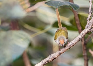 A Tailor bird on a branch ready to take off position