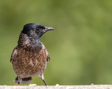 A Red vented Bulbul on a wall looking strait