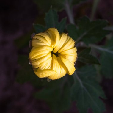 A Bud of yellow color daliah in garden