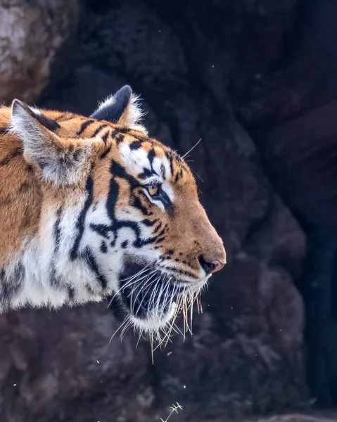 Close Bengal Tiger Looking Away — Φωτογραφία Αρχείου
