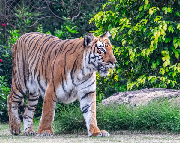 Bengal Tiger Walking Ground Woods — Φωτογραφία Αρχείου