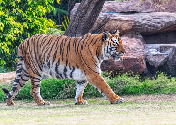 A bengal tiger strolling on ground in woods