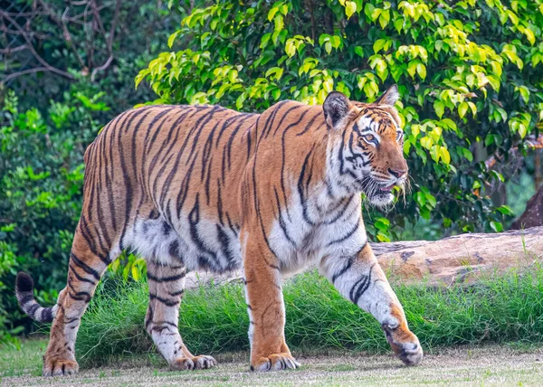 A Bengal Tiger strolling in area in woods