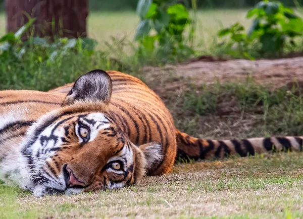 Bengal Tiger Lying Ground Its Eyes Open — Φωτογραφία Αρχείου