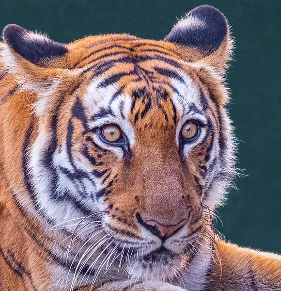 Bengal Tiger Looking Camera Wide Open Eyes — Φωτογραφία Αρχείου