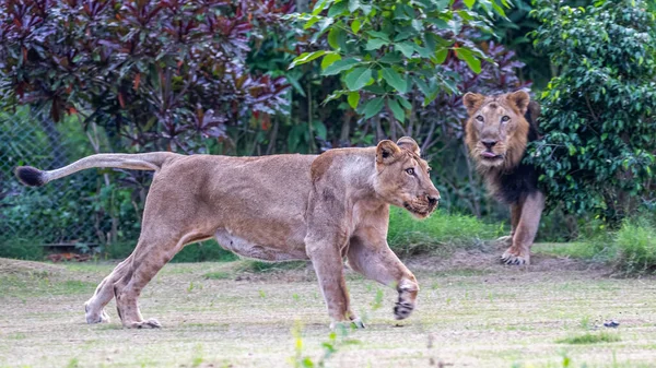A Lioness running while Lion observing it from far