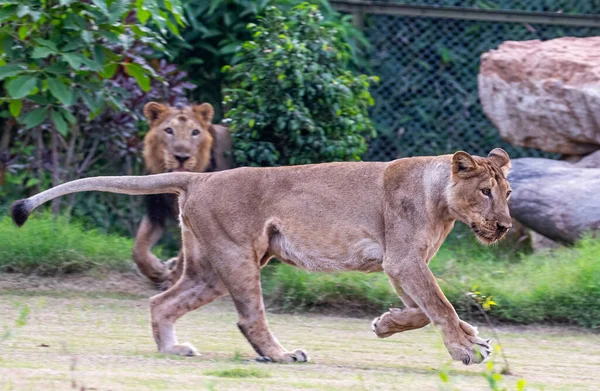 A Lioness running in ground while Lion watching