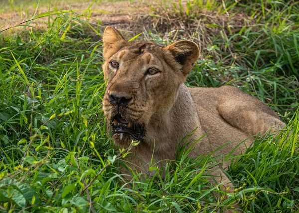 Lioness Grass Looking Away Resting — Stock Photo, Image