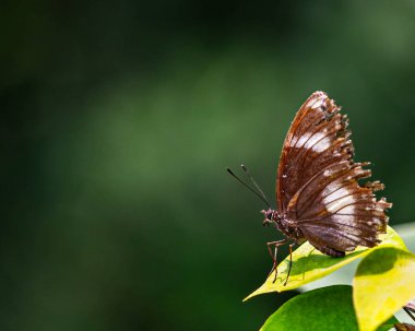 A Danaid Eggfly sitting on a leaf