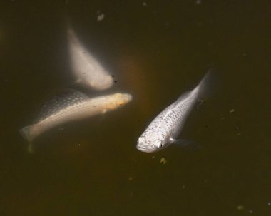 A White Fish in a pond