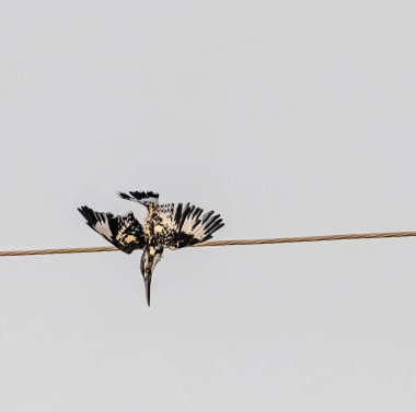 A Pied Kingfisher coming down with a speed