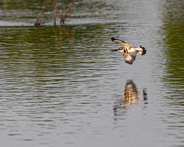 Pied Kingfisher Flying Lake Search Food — ストック写真
