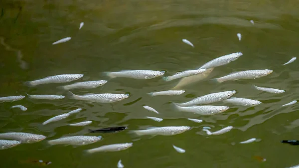 Group White Fish Pond — стоковое фото