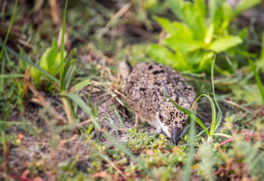 A juvenile of Red Lapwing in a camouflage in grass
