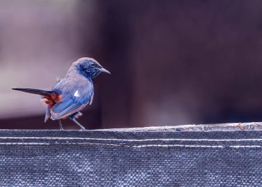 A Indian Robin sitting on a wall a back view