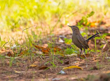 A Indian Robin sitting on a ground in shade