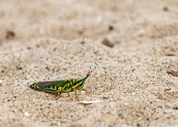 Painted Grasshopper Sitting Ground Flight — 스톡 사진