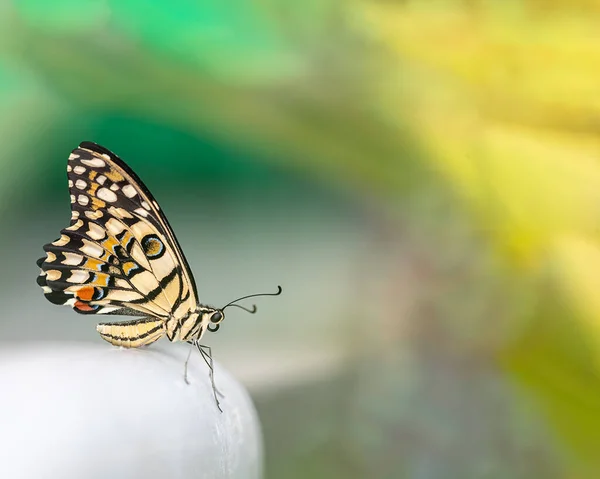 Lime Butterfly Resting White Platform Resting — Stok fotoğraf