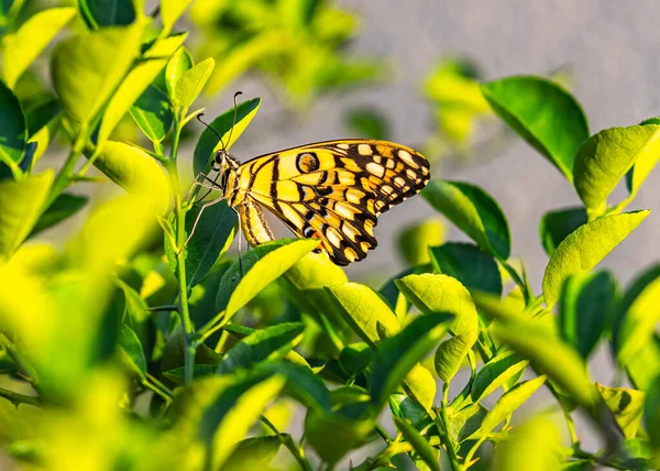 Lime Butterfly Resting Lime Tree Early Morning — Stock Photo, Image
